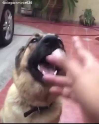 just a good boy