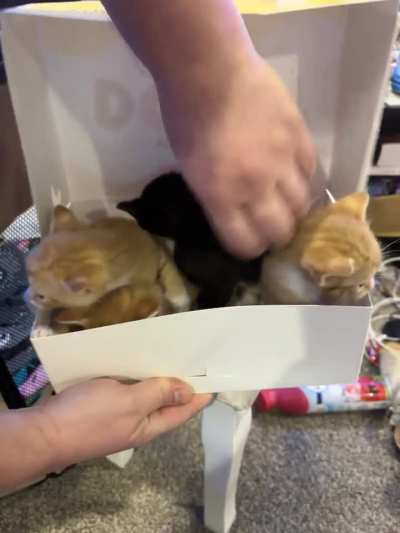 They will be eaten with coffee