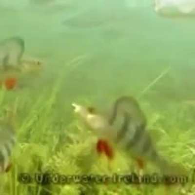 weeeee