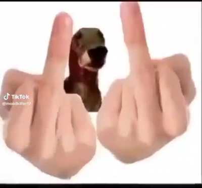 Cachorro 🐶