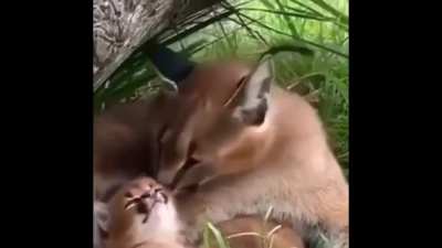 floppa and son
