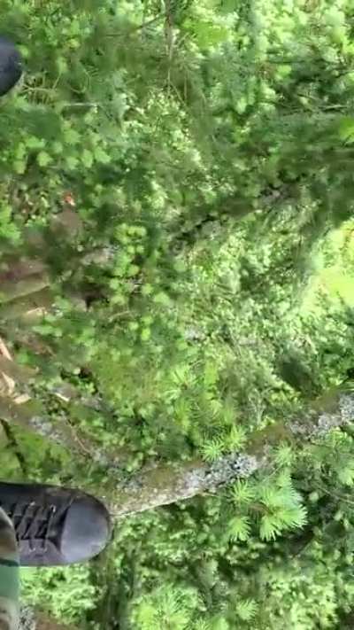 I'm in a tREEEEEE