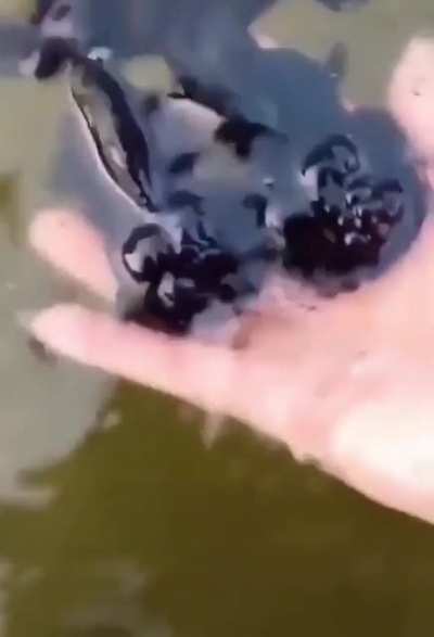 Mutant Blackberries