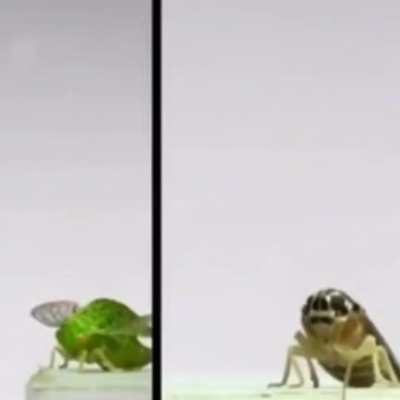 🦗