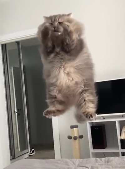 Gatos XD