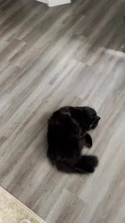 I noticed that my cat does this every time I come home from work. I call it his happy dance. Anybody else&rsquo;s cat do this?