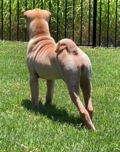 Double bark!