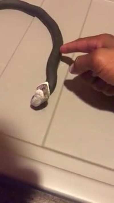 SnAke BrUtAlLy SpEarEd tO dEaTh bY cAvEmAn