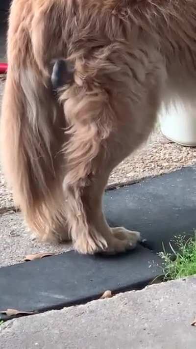 Brave birdie &ldquo;Lorax&rdquo; back for more! Rock doesn&rsquo;t care! 😁