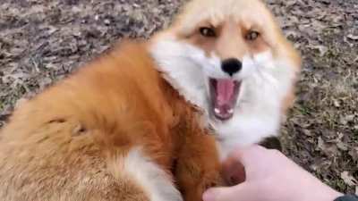 🦊