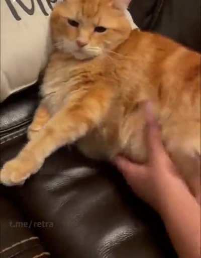 Cat Grab!!!