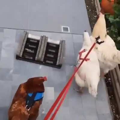 Going for a walk