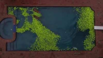 Two golden retrievers play in a pool filled with 4000 tennis balls.
