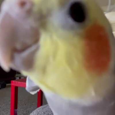 AttacBirb