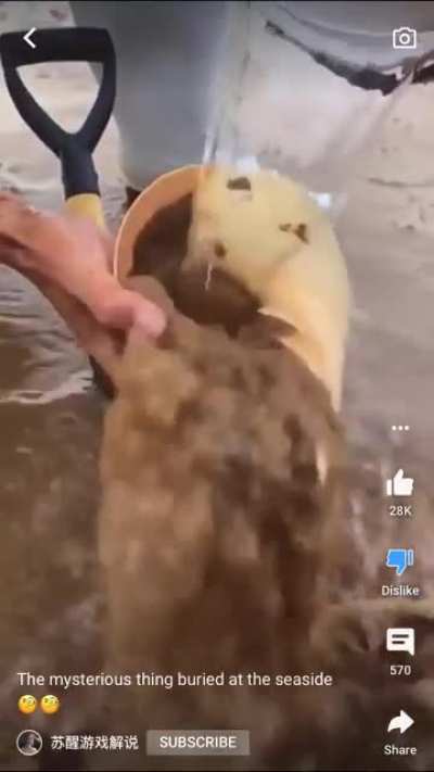 I dont think Octopi stuff themselves in conch shells and bury themselves