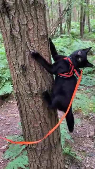 My kitten figured out he could climb trees today, unfortunately he didn&rsquo;t give much thought to getting down until he was stuck