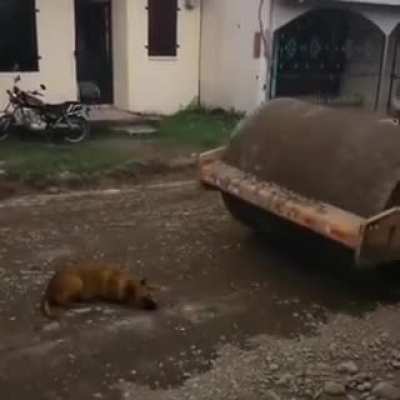 Poor doggo