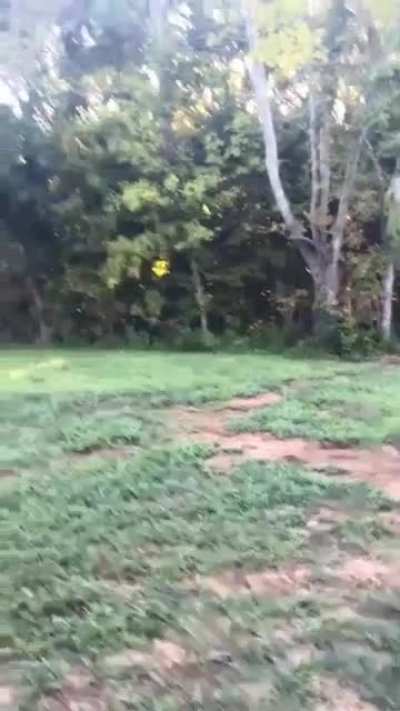 Baby deer comes out every morning &amp;amp; evening when it's name being called out