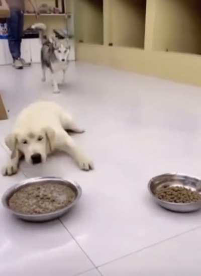 Amk deli k&ouml;peği s&uuml;tl&uuml; nesquick g&ouml;r&uuml;nce ayakta boşalıyor.