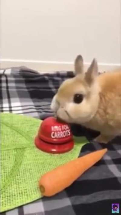Carrot Bell