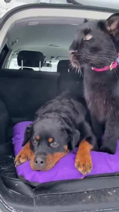 Friendship has no boundaries