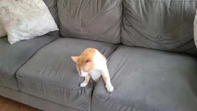 Why we are getting a new couch - part 2