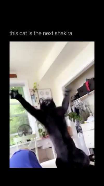 impersonator cat.