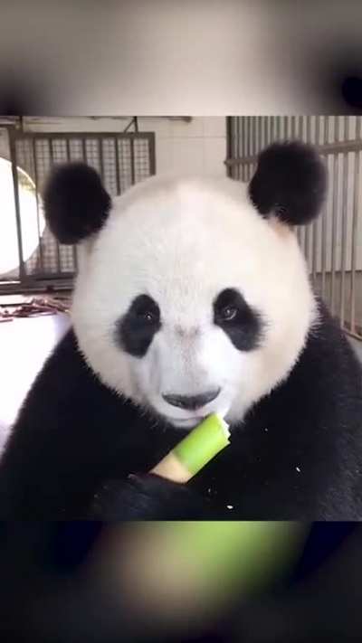 A panda a day keeps the sorrow away