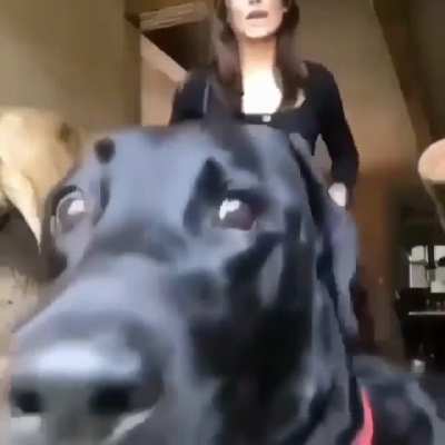 Good boy