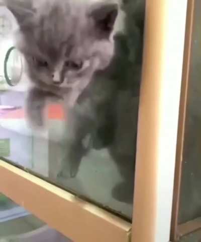 If a cat can fit its head through something it can go through it, just a theory though
