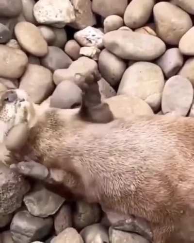 Harlem Globe Otter