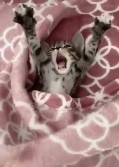 Cutest stretch