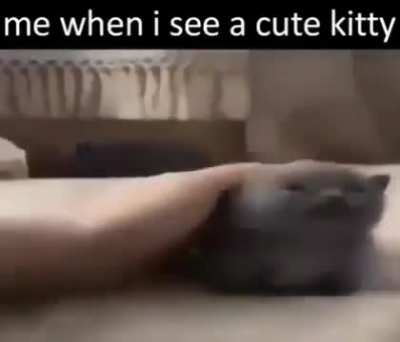 Loser city cat person