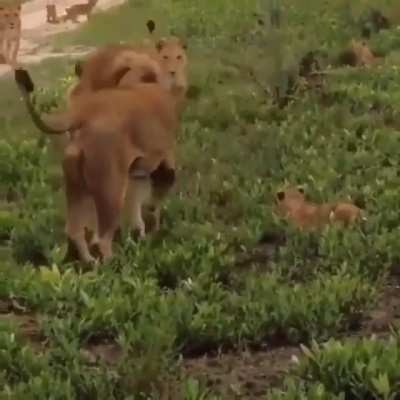 It&rsquo;s so cute to see moms being moms, no matter the species ❤️