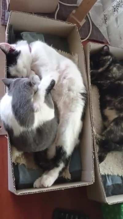 all in boxes :) ....siesta