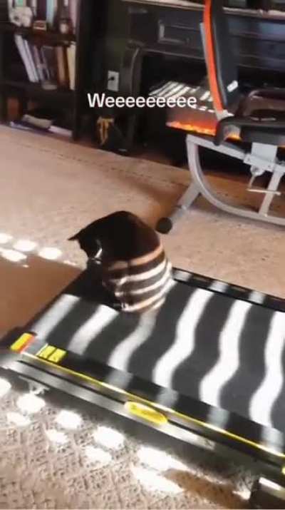 Usual cat stuff