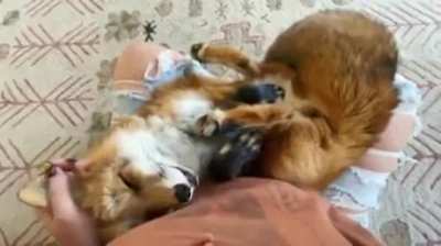 Fox purrs