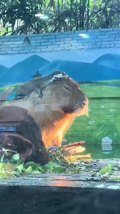 Otter using a capybara&rsquo;s back as a brush