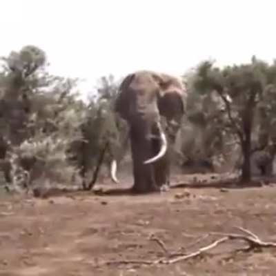 🔥This Elephant in Tanzania is believed to be the biggest in the world right now, weighing in at 8,000kg (17,600lbs)