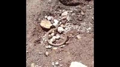 Wurm