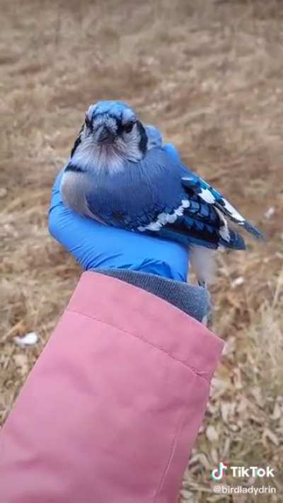 A few precious moments with a blue jay that was about to be released