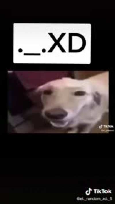 Xd