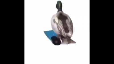 Eleanor Duck