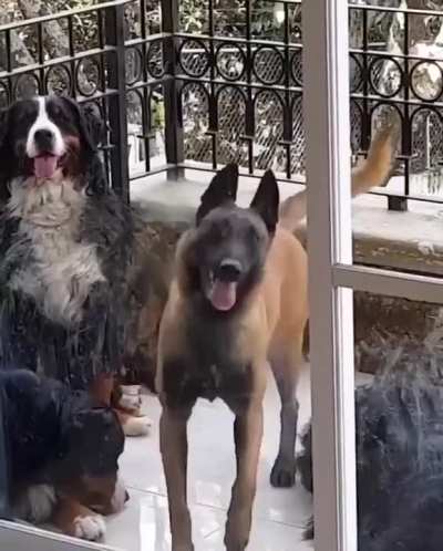 Derpy Doggo Dance