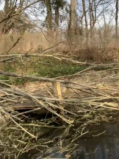 a big tree fell on the jetty by our pond (the thing I said in German means &bdquo;you can&rsquo;t even pass it&ldquo;)