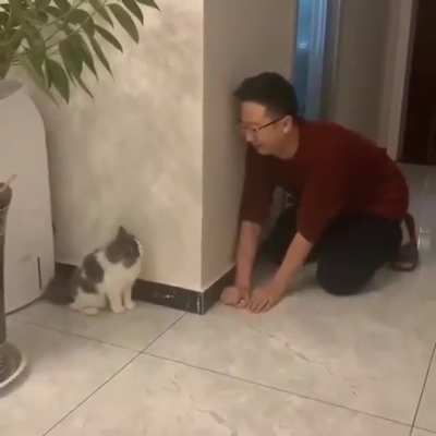 Startled cat