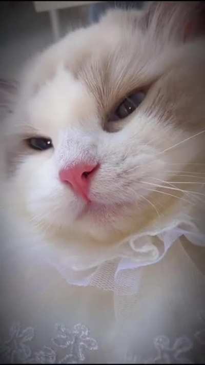 Meow