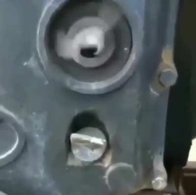 rat