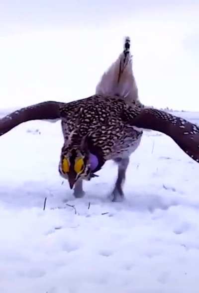 🔥 Sharp-tailed grouse 🔥