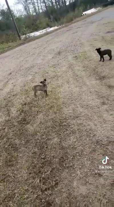 A South African horror story...Dogs who do not know voetsek.